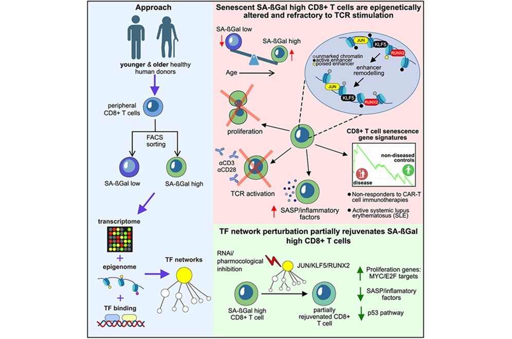 Imagen: Resumen gráfico (Turano PS, Akbulut E, Dewald HK, et al. Cell Reports (2026). DOI: 10.1016/j.celrep.2025.116795)